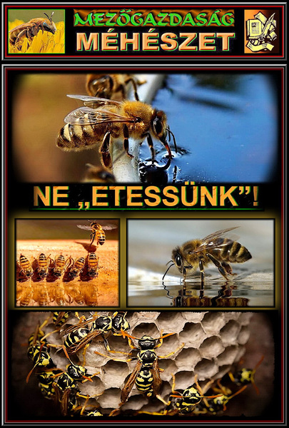 network.hu