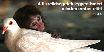 network.hu