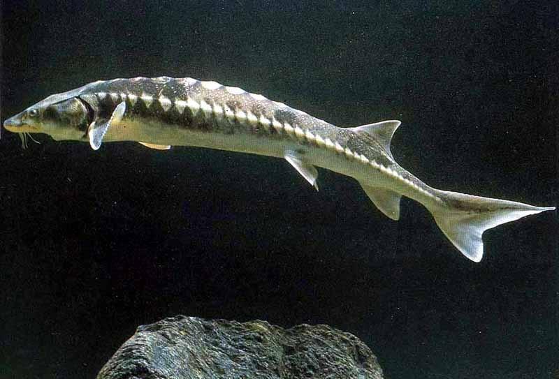 Magyar kutatók véletlenül létrehoztak egy bizarr külsejű halhibridet