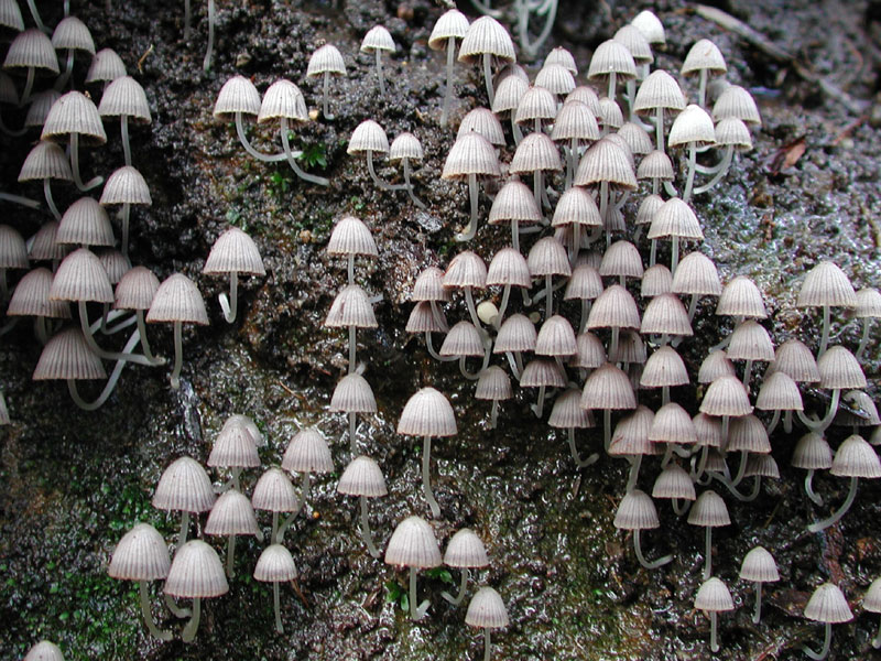 korhadéklakó gombák