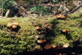 A gombák csoportosítása