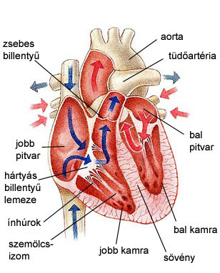szív- és érrendszeri betegségek egészség szív elképesztő tények a szív egészségéről