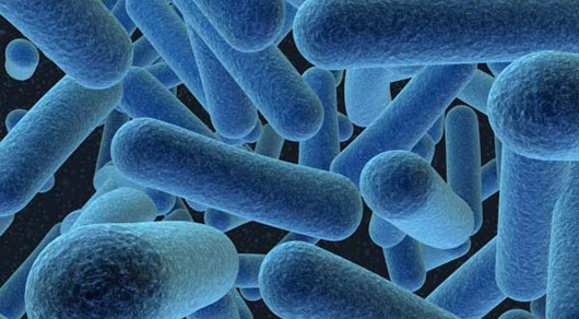 A szervezetünkben élő baktériumok jelentős hatással lehetnek a COVID súlyosságára - Qubit