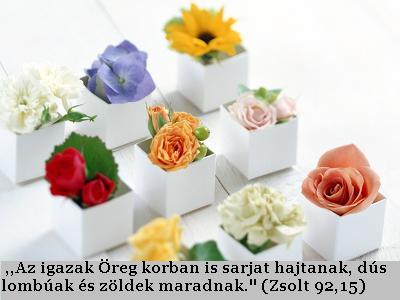 network.hu