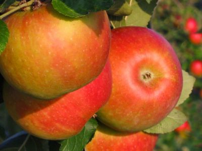 paraziták az almafa kérgén
