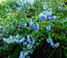 2199505_13_755aaa4f740ed68907906_c