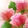 106955_29349dd792cc_s