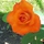 174061_8326cbdb2d46_s