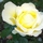 177443_fb0727f2d397_s