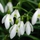 107425_eddd25d924fa_s