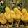 2954_e587afc411a2_s