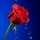 30678_bc1a47a8b594_s