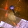 55228_6eae0419c1d3_s