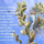 50855_b9e9ada689ad_s
