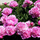 98561_dd74084bd05a_s
