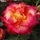98562_f35dddede325_s