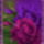 0186_1111457_2515_t