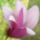 A_kertunkbol_3_1111543_2158_t
