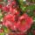 A_kertunkbol_5_1111545_6296_t
