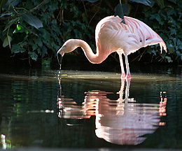 chilei flamingó