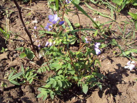 kertünkből 2011