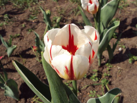 kertunkből 2011