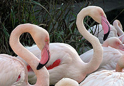 rózsás flamingó 1