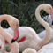 rózsás flamingó 1