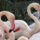 Rozsas_flamingo_1_1112007_1394_t