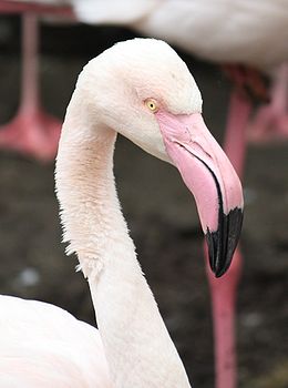 rózsás flamingó 2