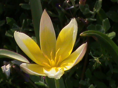Tarda dasystemon, Botanikai tulipán