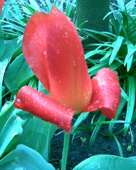 vízcseppes tulipán