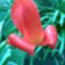 vízcseppes tulipán