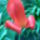 Vizcseppes_tulipan_1112152_1360_t