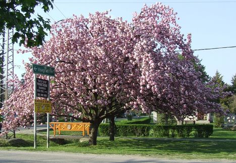 Tavasz Kisorosziban