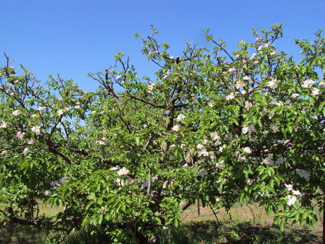 kertünkből 2011