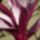Magnolia_viraga_kozelrol_1114743_2880_t