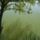 Fa_a_to_tukreben_1115046_1226_t