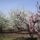 Gyumolcsoskert_viragban_1115037_8513_t