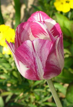Húsvéti tulipán