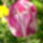 Husveti_tulipan_1116827_4509_t
