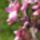 Judasfa_1116071_1526_t