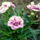 Kedvenc_szegfuim_1116828_5060_t