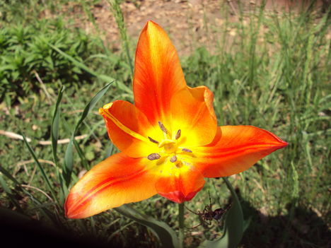 kertünkből 2011