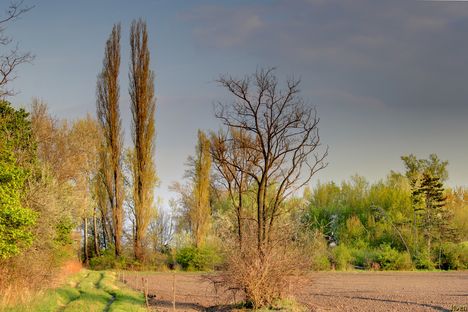 Tavaszodó Erdő