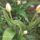 Viragaim_2_1116903_2638_t