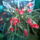 Mariann-kaktusz-képek