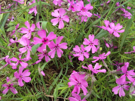 kertünkből 2011
