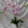 Orchidea-002_1118536_3014_t