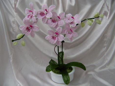 Orchidea
